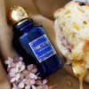 Panettone EDP