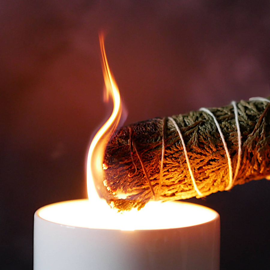 Cedrzyniec kalifornijski