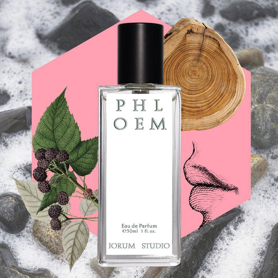 Phloem EDP
