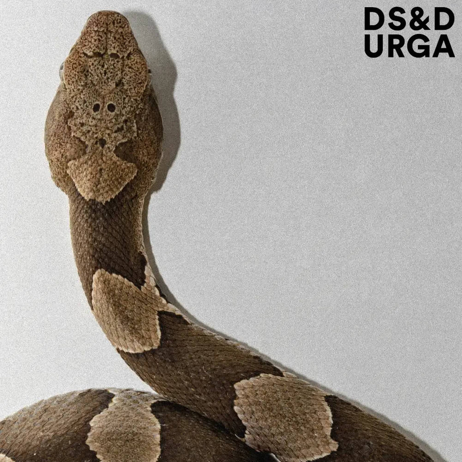 Mississippi Medicine EDP